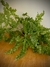 Polypodium - Odara-cerámica y plantas