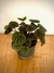 Peperomia