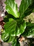 Ficus Pandurata - comprar online