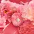 The Icon Splendid Edp 100ml Feminino | Original na internet
