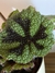Begonia masoniana - comprar online