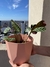 Maranta