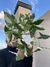 Syngonium variegado