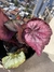 Begonia rex en internet