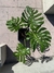 Monstera grande