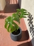 Monstera