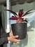Calathea roseopicta - comprar online
