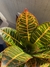 Croton