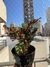 Calathea