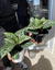 Aphelandra