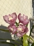 Orquidea cymbidium - comprar online