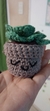 Plantitas decorativas - tienda online