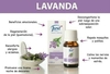 Aceite Lavanda de 10 ml