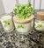 Bambu com Capim limão - Amora Silvestre velas aromáticas