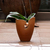 Vaso Angelim - 02