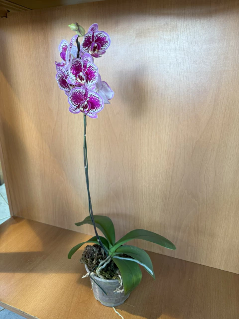 orquídea en planta