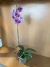 orquídea en planta