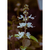 Fotografia de flores brancas em um fundo desfocado, destacando detalhes da planta.