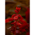 Fotografia de flores vermelhas em destaque, com detalhes das pétalas e folhas.