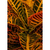 Fotografia detalhada das folhas de uma planta Cróton, destacando suas cores vibrantes e padrões únicos.