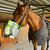 Horse Nebulizer - Simpleneb C1 - Green on internet