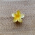 Imagem do Presilha flor pequena