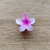 Presilha flor pequena na internet