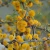 Espinillo (vachellia caven)