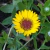 Margarita amarilla (Grindelia Pulchella)