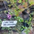 Lantana Megapotámica (Lantana megapotamica) - comprar online