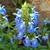 Salvia celeste (Salvia Uliginosa)
