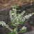 Cedron de monte (Aloysia gratissima)