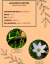 Azucenita de rio (Zephyranthes candida) en internet