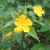 Botón de oro (Pavonia Sepium)