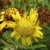 Girasolillo (Bervesina Subcordata)