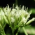 Guaco (Mikania Cordifolia)