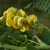 Acacia Café (Sesbania virgata)