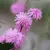 Teyucaa (Campuloclinum Macrocephalum)