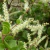 Brotal (Anredera Cordifolia)