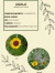 Margarita amarilla (Grindelia Pulchella) - comprar online