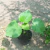 Malvavisco (Abutilon grandifolium) - Memoria  Nativa