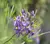 Jazmín de Cordoba (Solanum Angustifidum) - comprar online