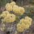 Marcela (Achyrocline Satureioides)
