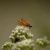 Mariposera (Eupatorium Inulifolium)
