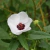 Malva Rosa (Pavonia hastata)
