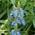 Salvia celeste (Salvia Uliginosa) - comprar online