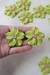 Flores | Verde Wasabi - comprar online
