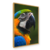 Majestade Tropical – Arara Azul e Amarela na internet