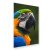 Imagem do Majestade Tropical – Arara Azul e Amarela