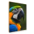 Majestade Tropical – Arara Azul e Amarela